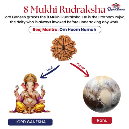 8 Mukhi Rudraksha