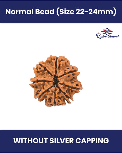 8 Mukhi Rudraksha
