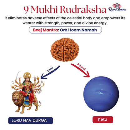 9 Mukhi Rudraksha