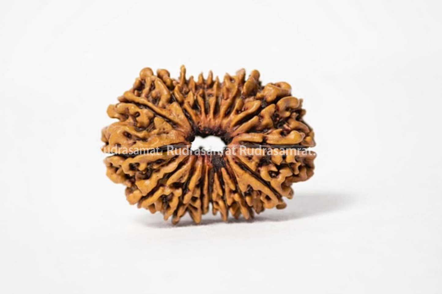 16 Mukhi Rudraksha