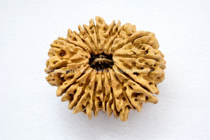 16 Mukhi Rudraksha