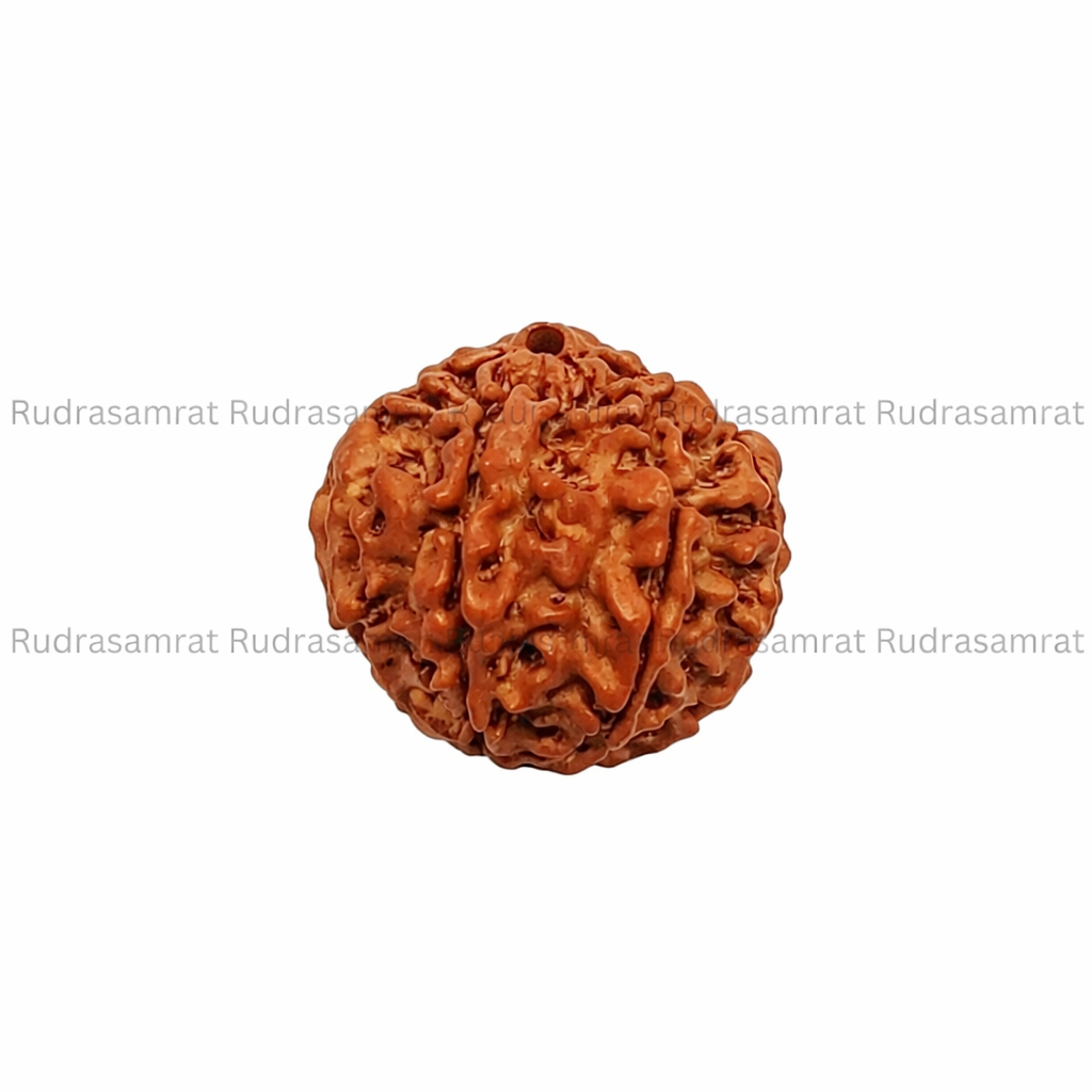 Gauri Shankar Rudraksha