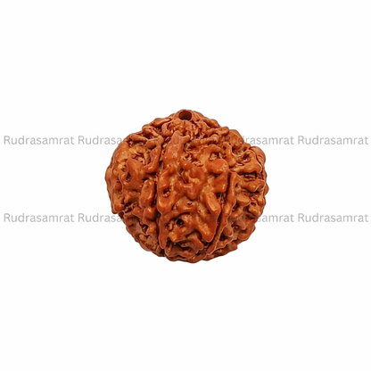 Gauri Shankar Rudraksha