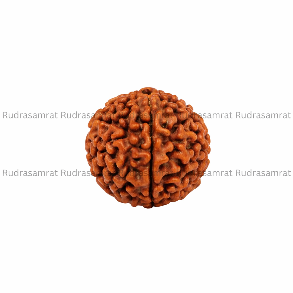 Gauri Shankar Rudraksha