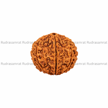 Gauri Shankar Rudraksha