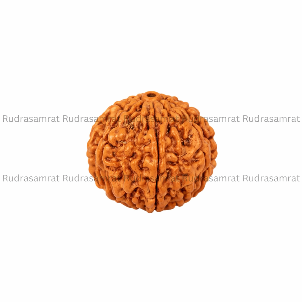 Gauri Shankar Rudraksha