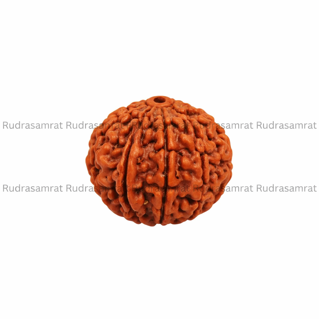 12 Mukhi Rudraksha