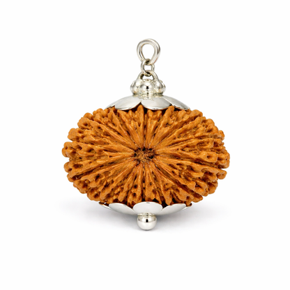 15 Mukhi Rudraksha
