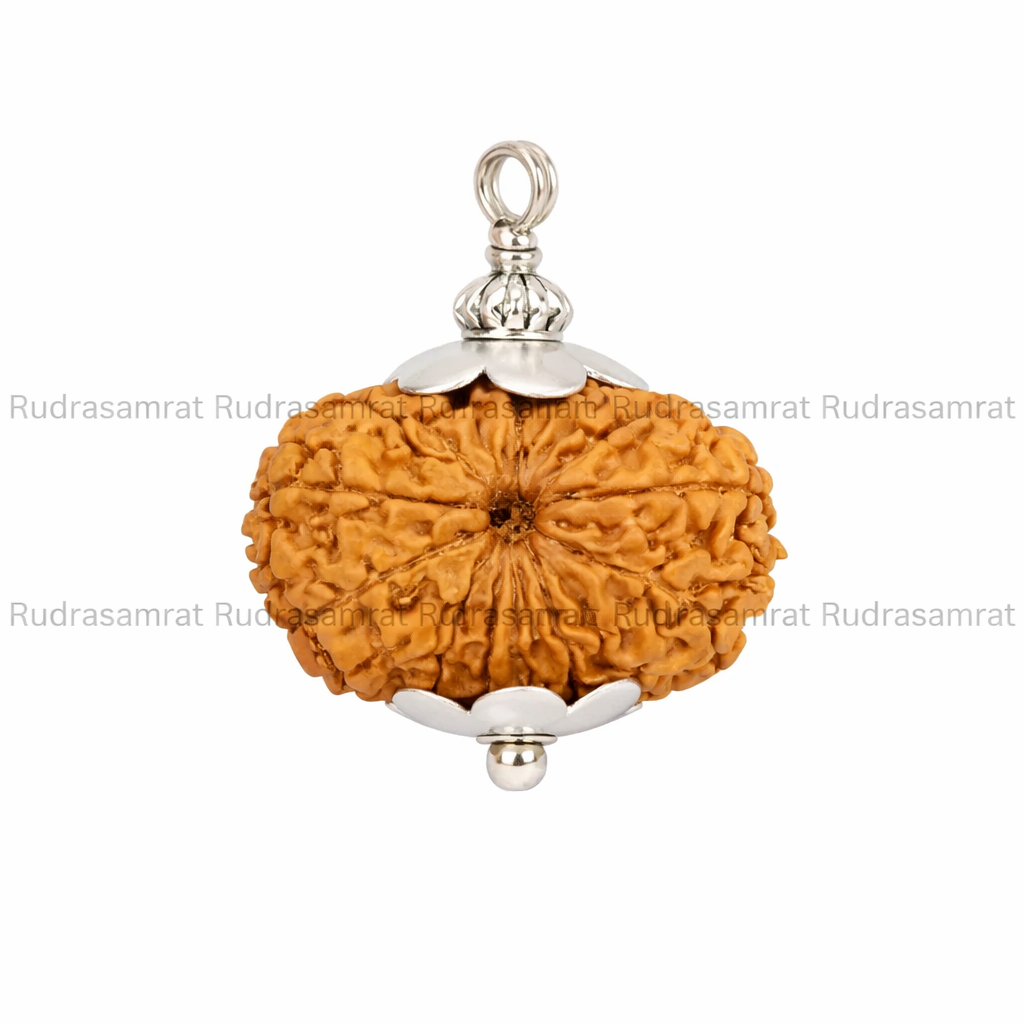 16 Mukhi Rudraksha