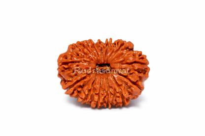 16 Mukhi Rudraksha