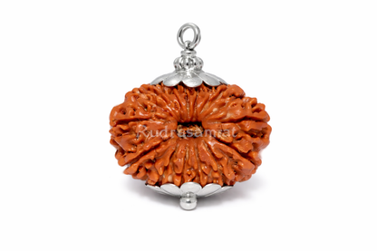16 Mukhi Rudraksha