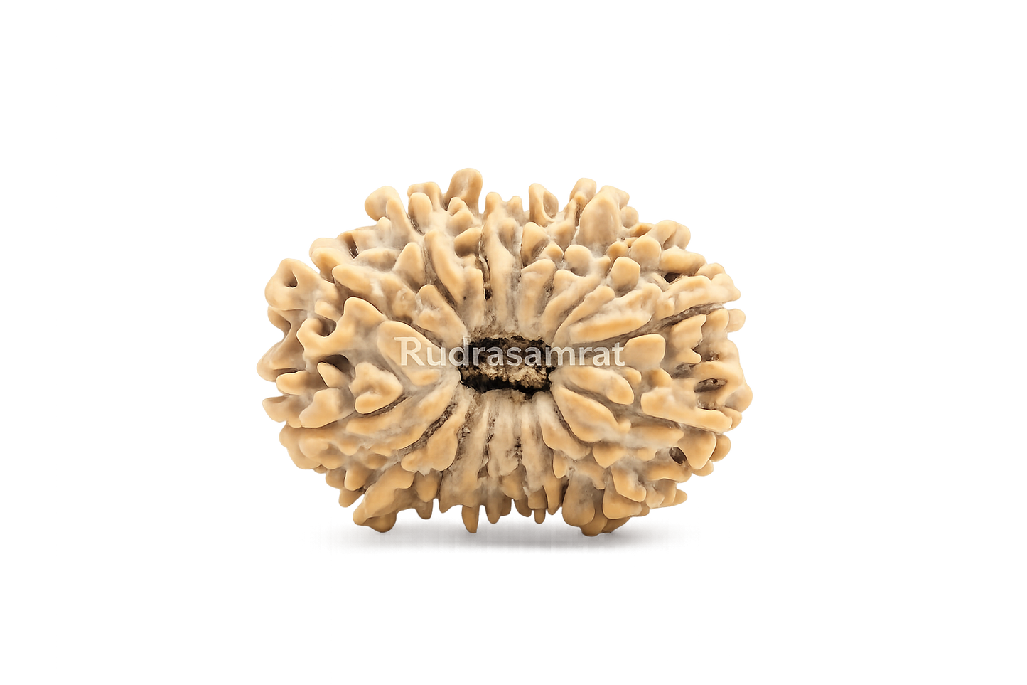 15 Mukhi Rudraksha