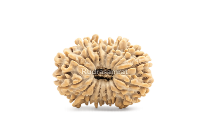 15 Mukhi Rudraksha