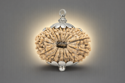 15 Mukhi Rudraksha