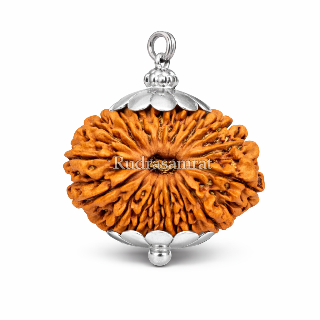 14 Mukhi Rudraksha