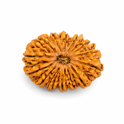 14 Mukhi Rudraksha