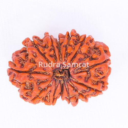 13 Mukhi Rudraksha