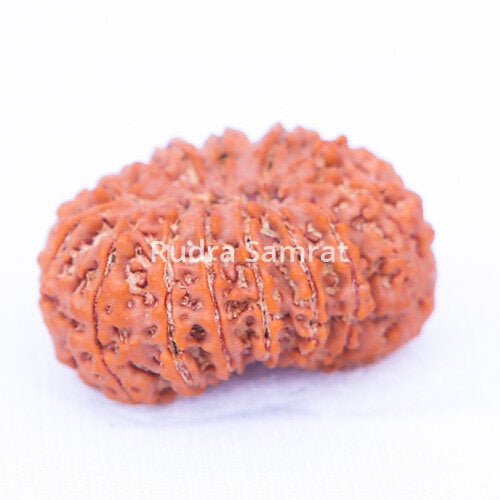 Gauri Shankar Rudraksha