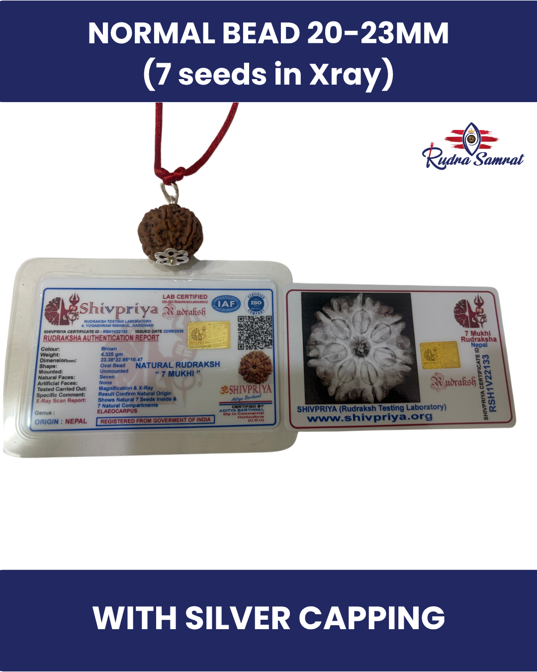 7 Mukhi Rudraksha