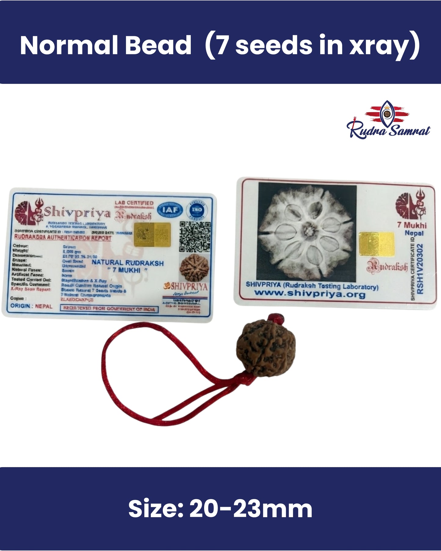 7 Mukhi Rudraksha