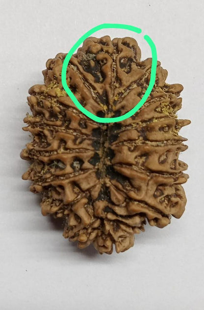 16 Mukhi Rudraksha