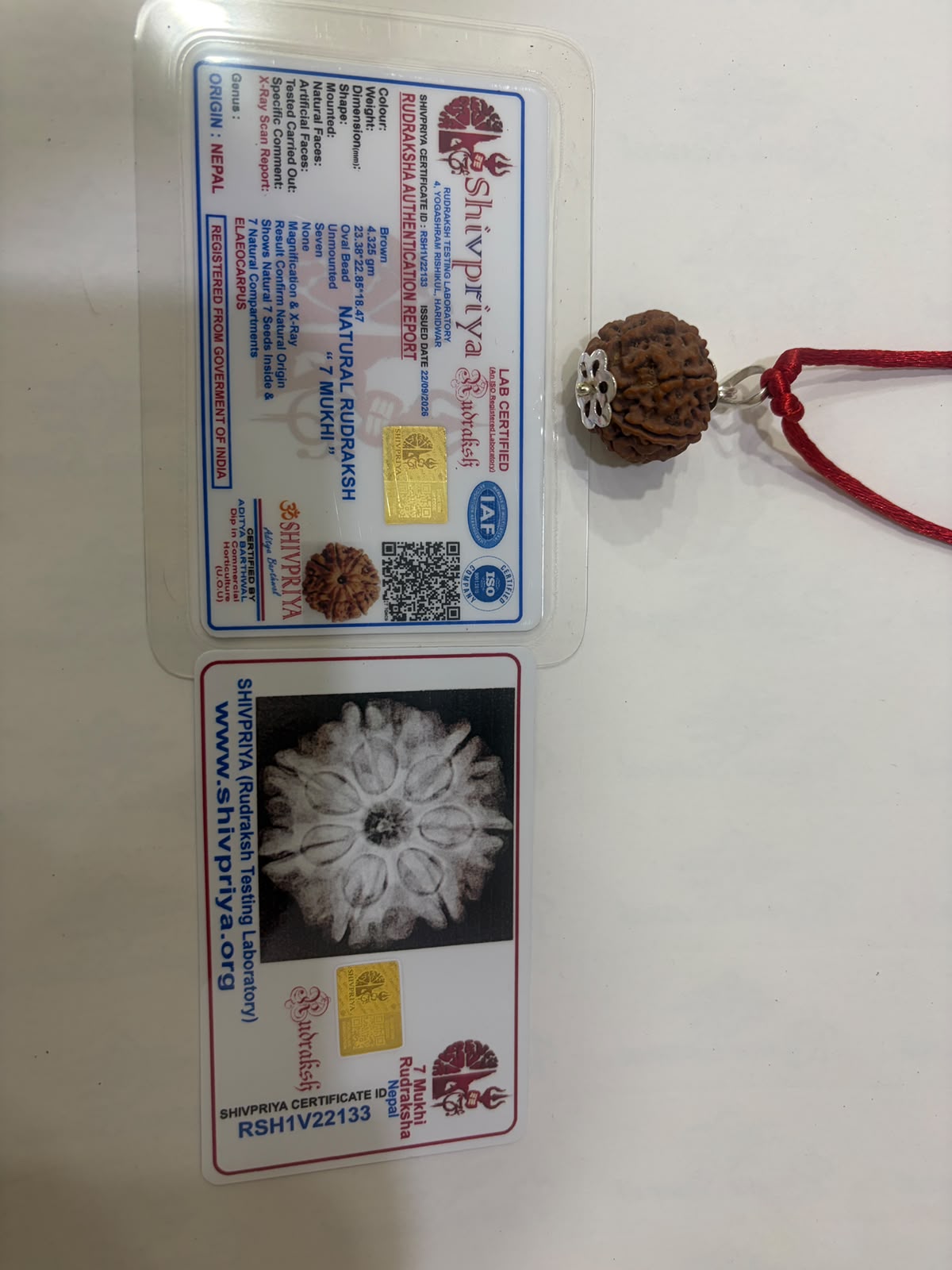 7 Mukhi Rudraksha