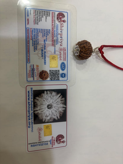 7 Mukhi Rudraksha