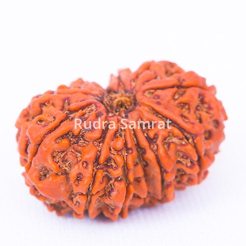 13 Mukhi Rudraksha