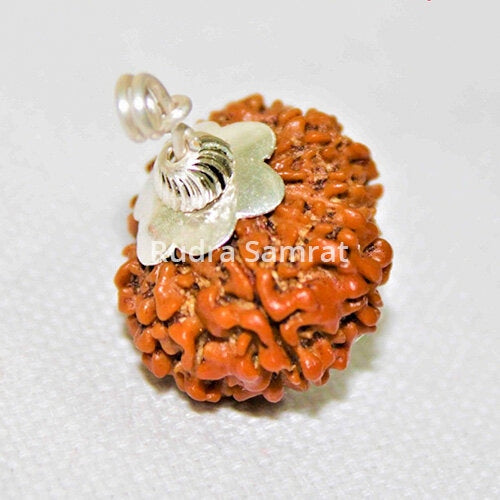 Gauri Shankar Rudraksha