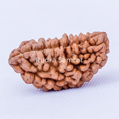 1 Mukhi Rudraksha