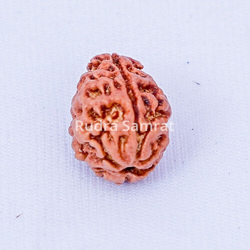 2 Mukhi Rudraksha