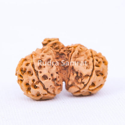 Gauri Shankar Rudraksha