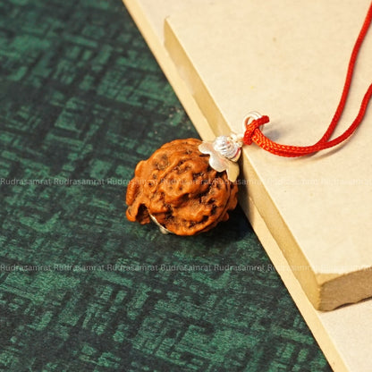 ganesh rudraksha original