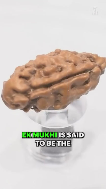 1 Mukhi Rudraksha